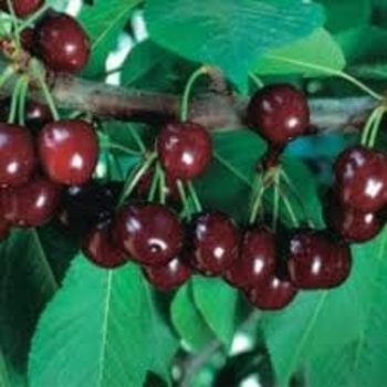 Prunus - 'Compass' Cherry-Plum