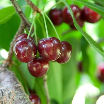 Prunus avium - 'Bing' Cherry