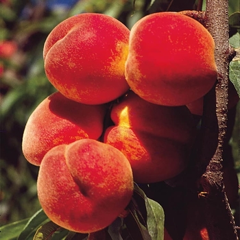 Prunus persica - 'Elberta' Peach