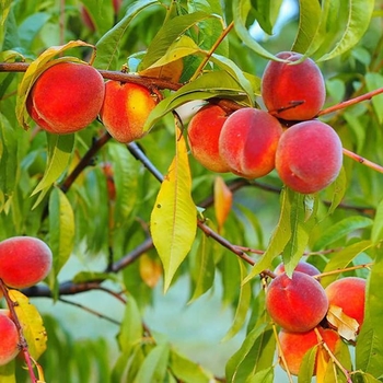 Prunus persica - 'Redhaven' Peach