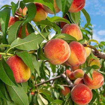 Prunus persica - 'Reliance' Peach