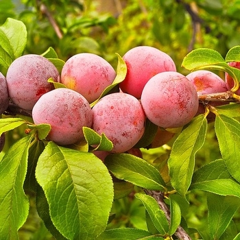 Prunus - 'Pipestone' Plum