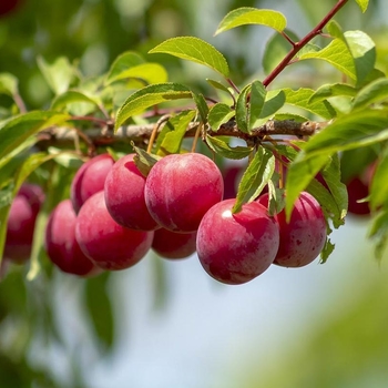 Prunus - 'Superior' Plum