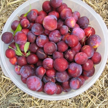 Prunus domestica ''Waneta'' - Waneta Plum