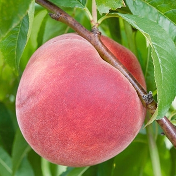 Prunus persica - 'Bailey Hardy' Peach