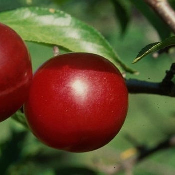 Prunus salicina - 'Toka' Bubblegum Plum