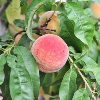 Prunus persica - 'Polly' Peach