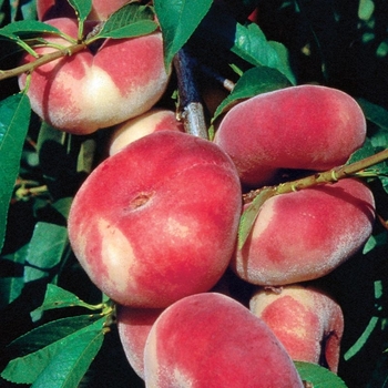 Prunus persica 'Saturn' - Saturn Peach