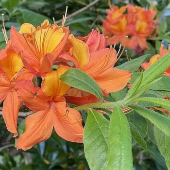 Rhododendron mollis - Mollis Azalea