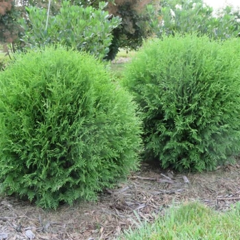 Thuja occidentalis - 'Little Giant' Arborvitae