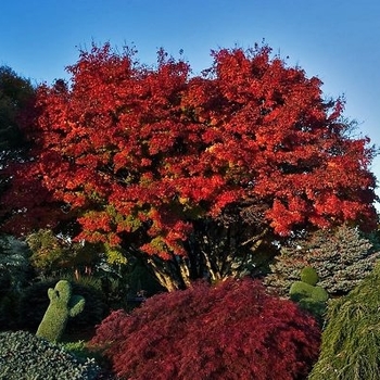 Acer palmatum - 'Tobiosho' Japanese Maple