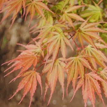 Acer palmatum var. dissectum - 'Orange Flame' Japanese Maple