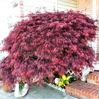 Acer palmatum var. dissectum - 'Red Dragon' Japanese Maple