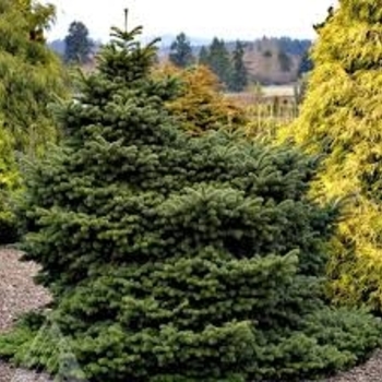 Abies koreana - 'Starker's Dwarf' Korean Fir