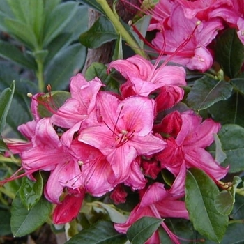 Azalea ''Weston's Millenium'' - ‘Weston’s Millenium’ Azalea