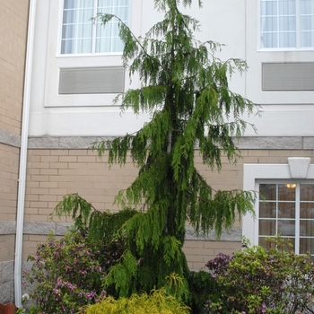 Chamaecyparis nootkatensis - 'Glauca Pendula' Weeping Nootka Falsecypress