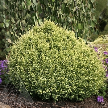 Chamaecyparis pisifera - 'Cream Ball' Falsecypress