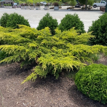 Juniperus chinensis - 'Gold Lace' Juniper