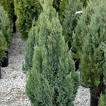 Juniperus chinensis - 'Perfecta' Chinese Juniper