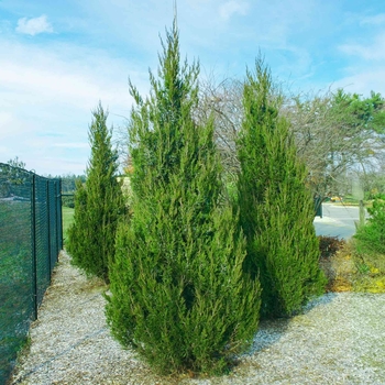 Juniperus chinensis - 'Spartan' Juniper