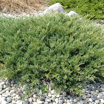 Juniperus horizontalis - 'Plumosa Compacta' Andorra Juniper