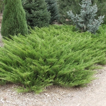 Juniperus sabina - 'Arcadia' Juniper