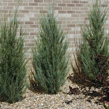 Juniperus scopulorum - 'Blue Arrow' Juniper