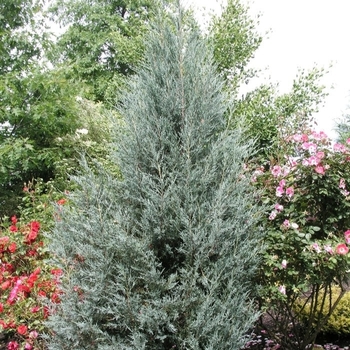 Juniperus scopulorum - 'Moonglow' Juniper