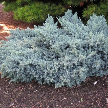 Juniperus squamata - 'Blue Star' Juniper