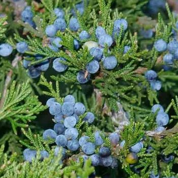 Juniperus virginiana - 'Canaerti' Juniper