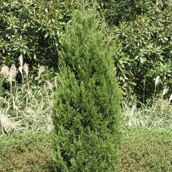 Juniperus virginiana - 'Emerald Feather™' Juniper