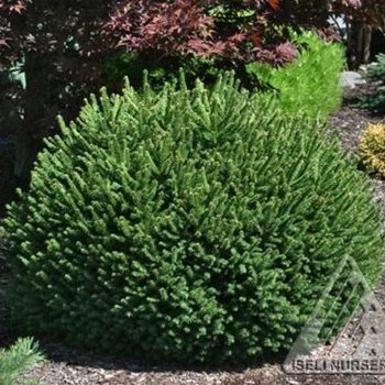 Picea abies - 'Pumila' Dwarf Spruce