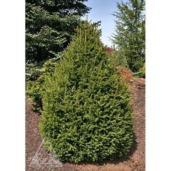 Picea abies - 'Sherwood Compact' Dwarf Norway Spruce