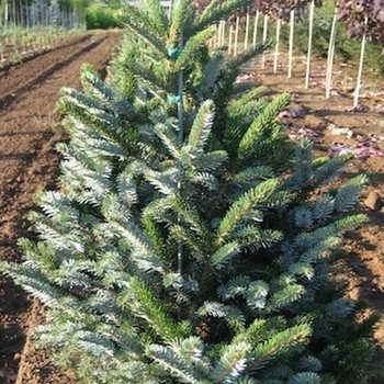 Picea abies ''Noel'' - Royal Splendor ® Norway Spruce