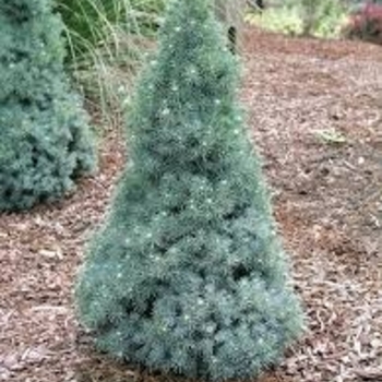 Picea glauca - 'Alberta Blue' Dwarf Alberta Spruce