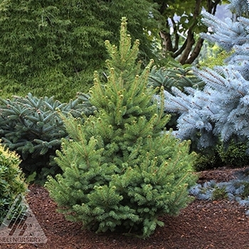 Picea glauca '‘Little Dipper’' - Little Dipper Alberta Spruce