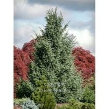 Picea omorika - 'Silberblue' Serbian Spruce