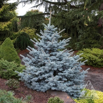 Picea pungens - 'Avatar' Blue Spruce