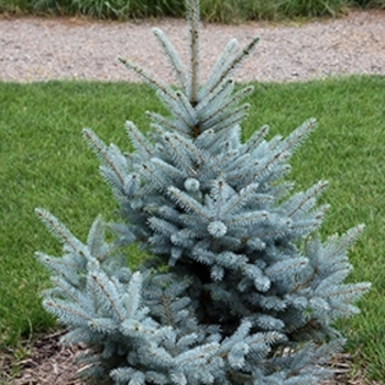 Picea pungens - 'Bonny Blue' Colorado Spruce