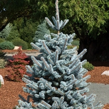 Picea pungens 'Monty®' - Monty® Blue Spruce