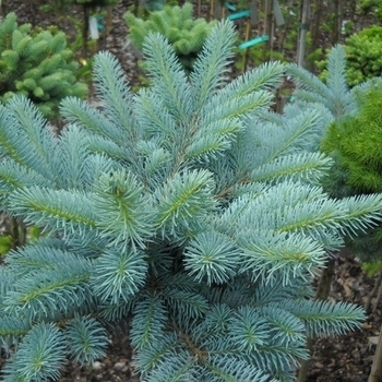 Picea glauca - 'Montrose Charm' White Spruce