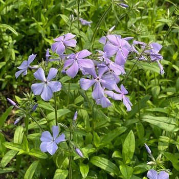 Phlox divaricata - 'Blue Moon' Woodland Phlox