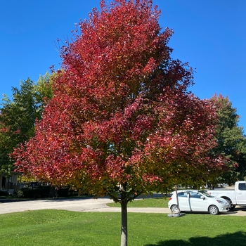 Acer rubrum - 'Redpointe®' Maple