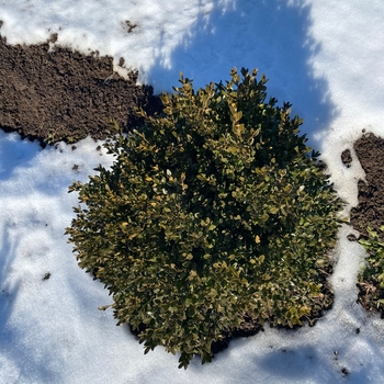 Buxus - 'Green Velvet' Boxwood