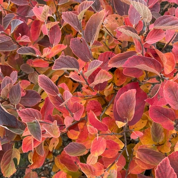 Fothergilla x intermedia - 'Legend of the Small®' Bottlebrush