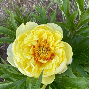 Paeonia - 'Bartzella' Itoh Peony