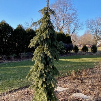 Picea glauca - 'Pendula' Weeping White Spruce