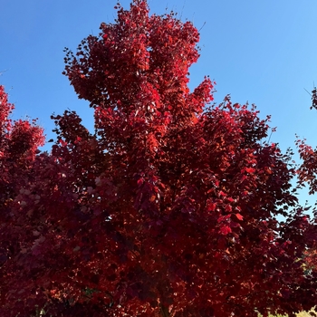 Acer rubrum - 'Brandywine' Red Maple