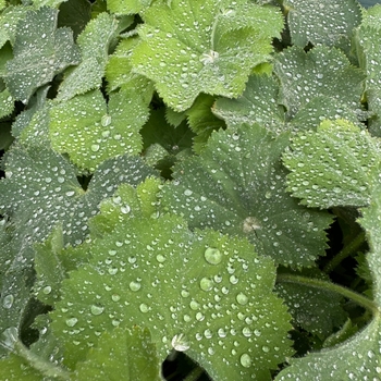 Alchemilla mollis - 'Thriller' Lady's Mantle