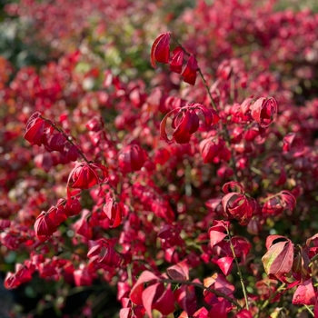 Euonymus alatus - 'Compactus' Winged Burning Bush